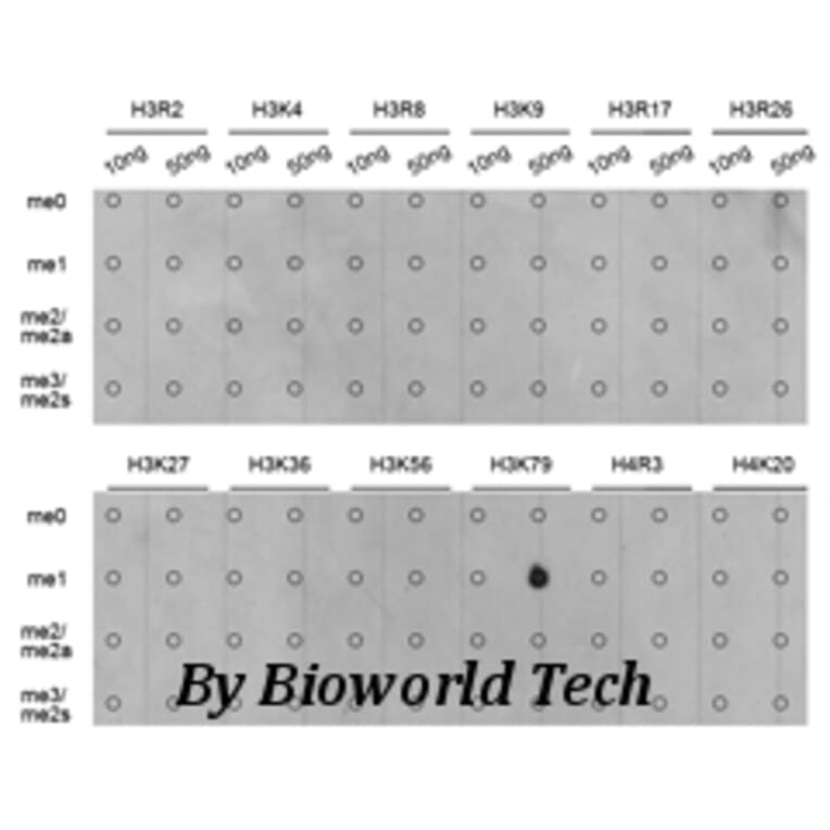 Anti-Histone H3 (Mono-Methyl K79) Antibody from Bioworld Technology (BS7240) - Antibodies.com