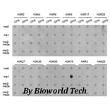 Anti-Histone H3 (Mono-Methyl K79) Antibody from Bioworld Technology (BS7240) - Antibodies.com