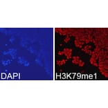 Anti-Histone H3 (Mono-Methyl K79) Antibody from Bioworld Technology (BS7240) - Antibodies.com