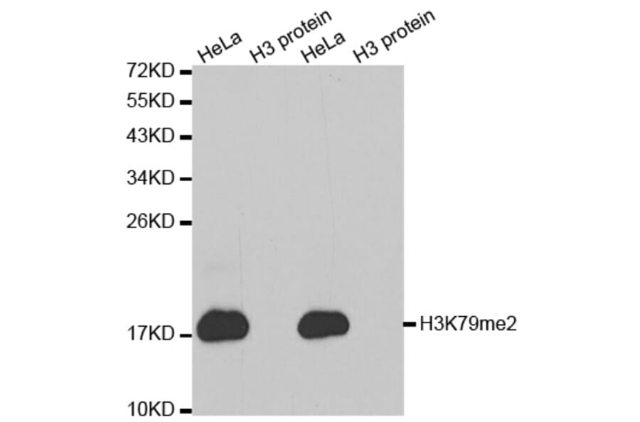 Anti-Histone H3 (Di-Methyl K79) Antibody from Bioworld Technology (BS7241) - Antibodies.com