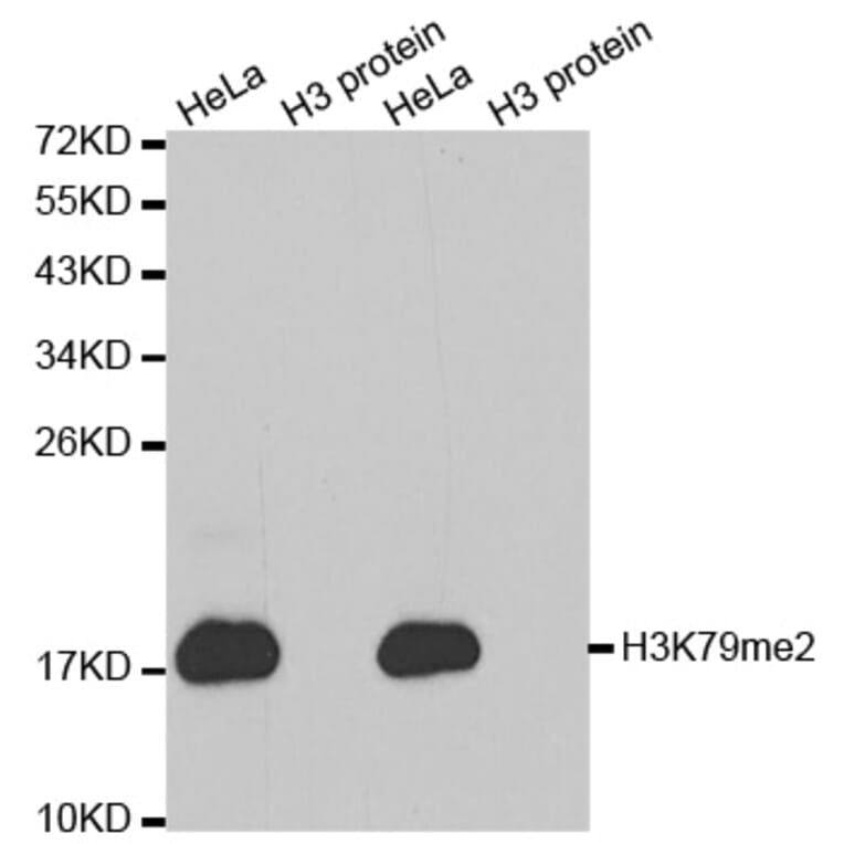 Anti-Histone H3 (Di-Methyl K79) Antibody from Bioworld Technology (BS7241) - Antibodies.com