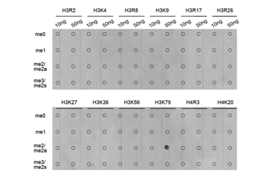 Anti-Histone H3 (Di-Methyl K79) Antibody from Bioworld Technology (BS7241) - Antibodies.com
