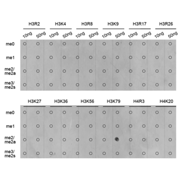 Anti-Histone H3 (Di-Methyl K79) Antibody from Bioworld Technology (BS7241) - Antibodies.com