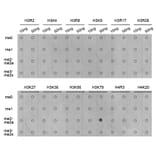 Anti-Histone H3 (Di-Methyl K79) Antibody from Bioworld Technology (BS7241) - Antibodies.com