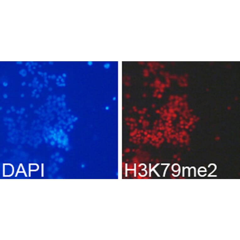 Anti-Histone H3 (Di-Methyl K79) Antibody from Bioworld Technology (BS7241) - Antibodies.com