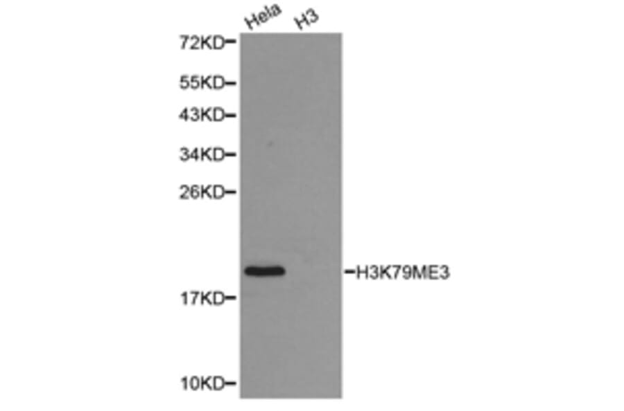 Anti-Histone H3 (Tri-Methyl K79) Antibody from Bioworld Technology (BS7242) - Antibodies.com