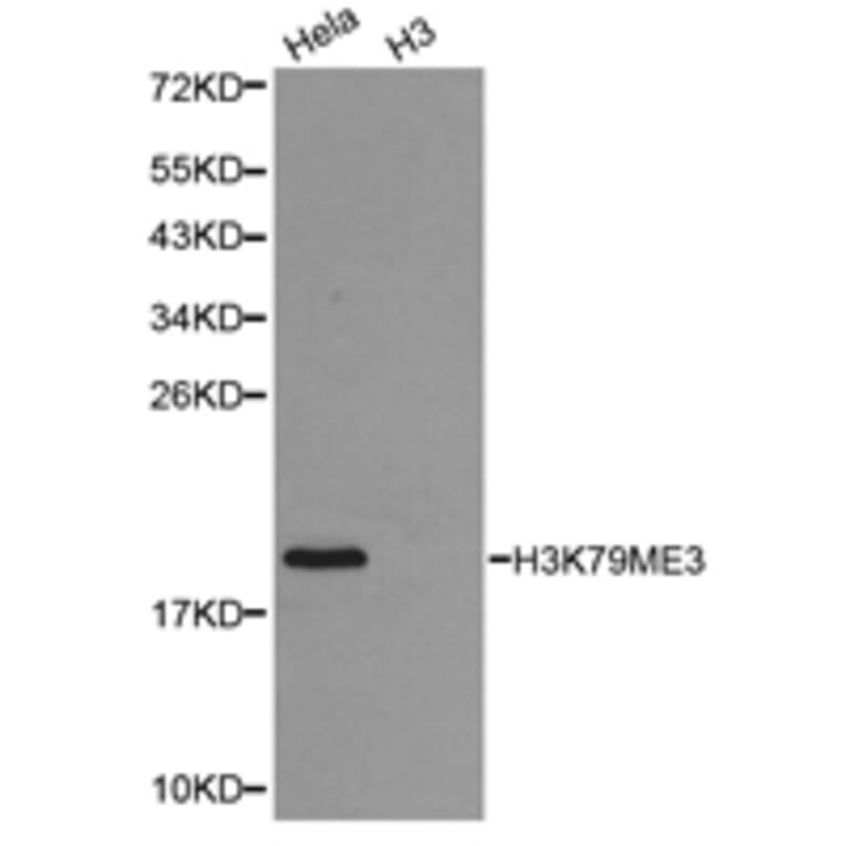 Anti-Histone H3 (Tri-Methyl K79) Antibody from Bioworld Technology (BS7242) - Antibodies.com