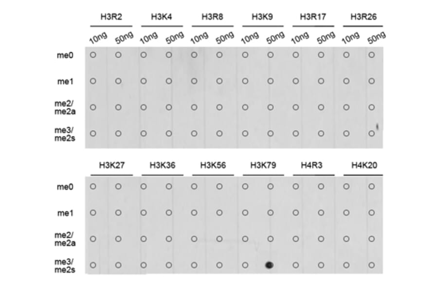 Anti-Histone H3 (Tri-Methyl K79) Antibody from Bioworld Technology (BS7242) - Antibodies.com