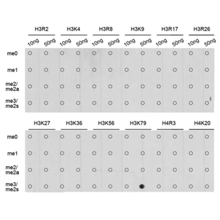 Anti-Histone H3 (Tri-Methyl K79) Antibody from Bioworld Technology (BS7242) - Antibodies.com