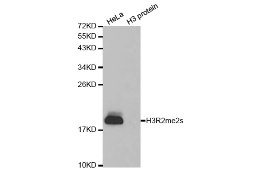 Anti-Histone H3 (sDi-Methyl R2) Antibody from Bioworld Technology (BS7243) - Antibodies.com