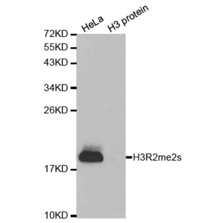 Anti-Histone H3 (sDi-Methyl R2) Antibody from Bioworld Technology (BS7243) - Antibodies.com