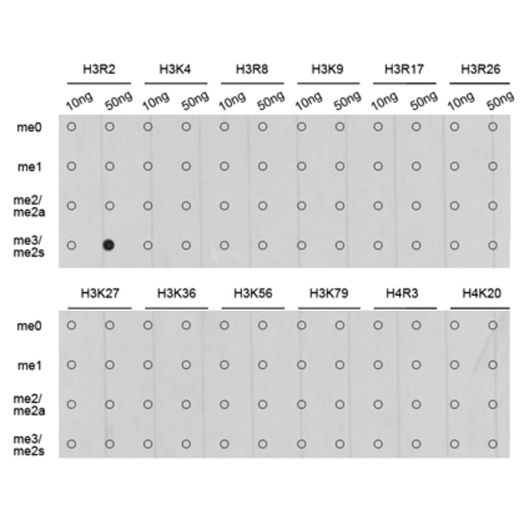Anti-Histone H3 (sDi-Methyl R2) Antibody from Bioworld Technology (BS7243) - Antibodies.com