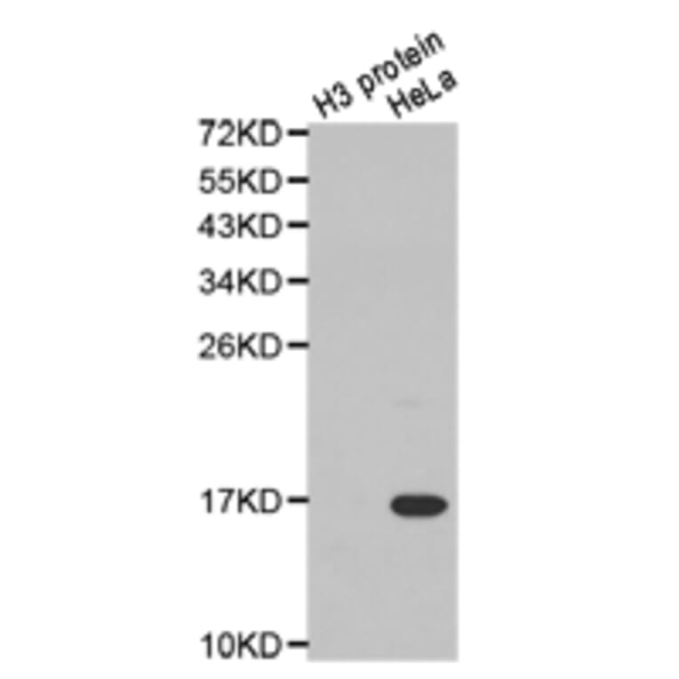 Anti-Histone H3 (aDi-Methyl R17) Antibody from Bioworld Technology (BS7247) - Antibodies.com