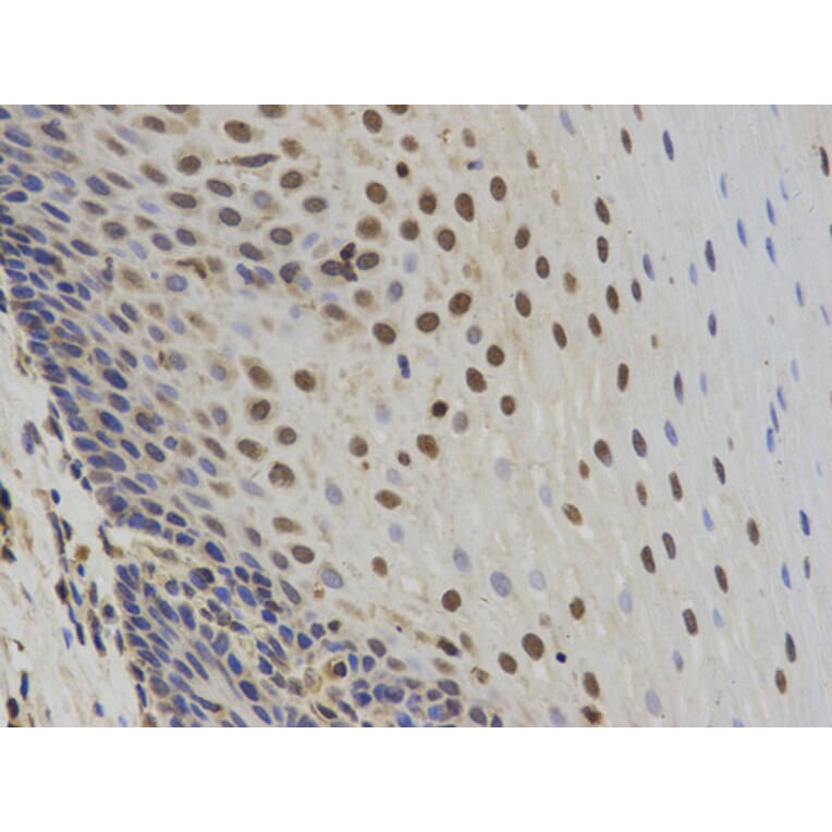 Anti-SUMO2 Antibody from Bioworld Technology (BS7254) - Antibodies.com