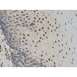 Anti-SUMO2 Antibody from Bioworld Technology (BS7254) - Antibodies.com