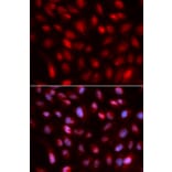 Anti-SUMO2 Antibody from Bioworld Technology (BS7254) - Antibodies.com
