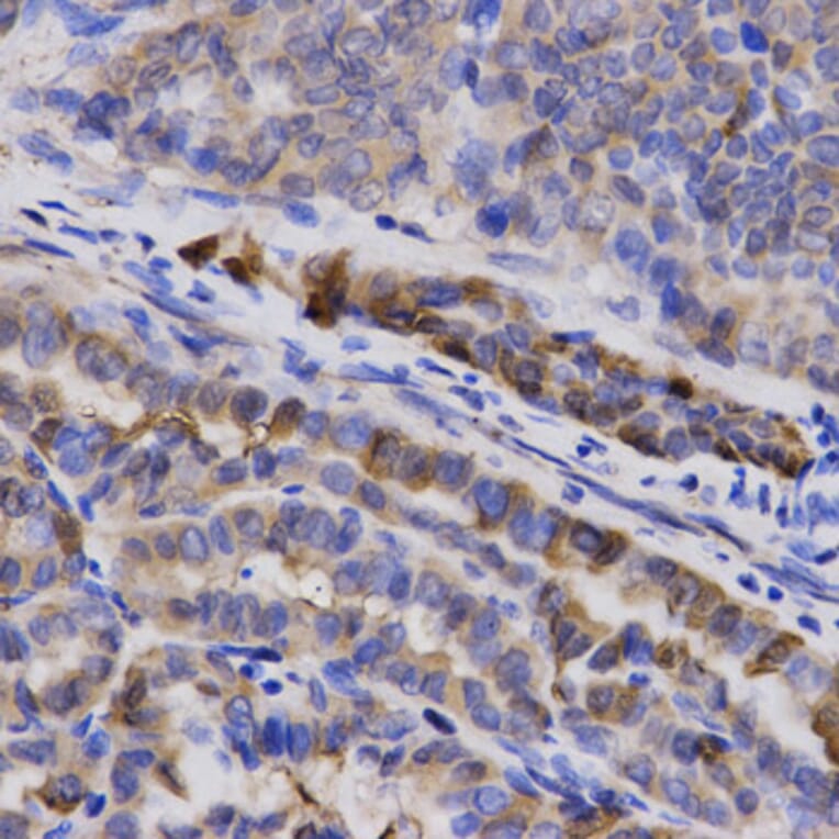 Anti-Synoretin Antibody from Bioworld Technology (BS7255) - Antibodies.com