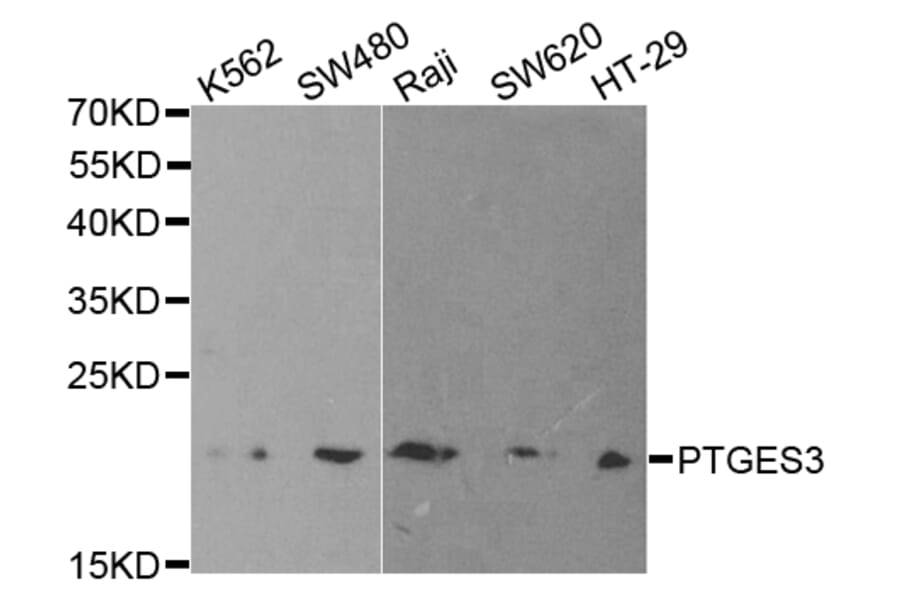 Anti-TEBP Antibody from Bioworld Technology (BS7259) - Antibodies.com