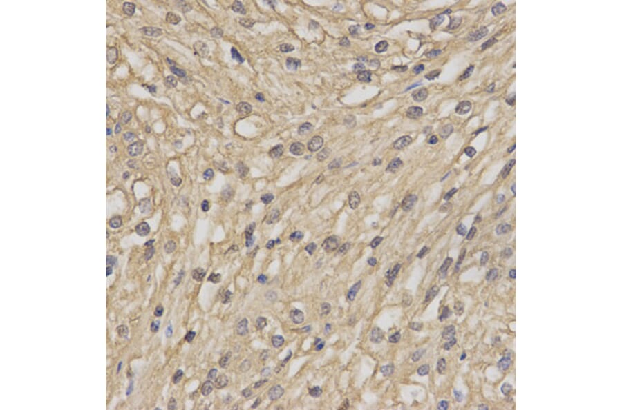 Anti-TEBP Antibody from Bioworld Technology (BS7259) - Antibodies.com