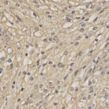 Anti-TEBP Antibody from Bioworld Technology (BS7259) - Antibodies.com
