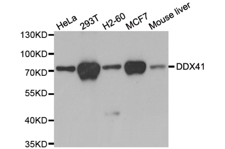 Anti-DDX41 Antibody from Bioworld Technology (BS7263) - Antibodies.com