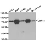 Anti-DDX41 Antibody from Bioworld Technology (BS7263) - Antibodies.com