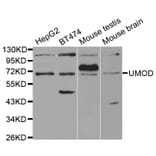 Anti-THP Antibody from Bioworld Technology (BS7267) - Antibodies.com
