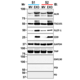 Western Blot - Anti-THP Antibody - Antibodies.com