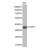 Anti-Thrombopoietin Antibody from Bioworld Technology (BS7268) - Antibodies.com