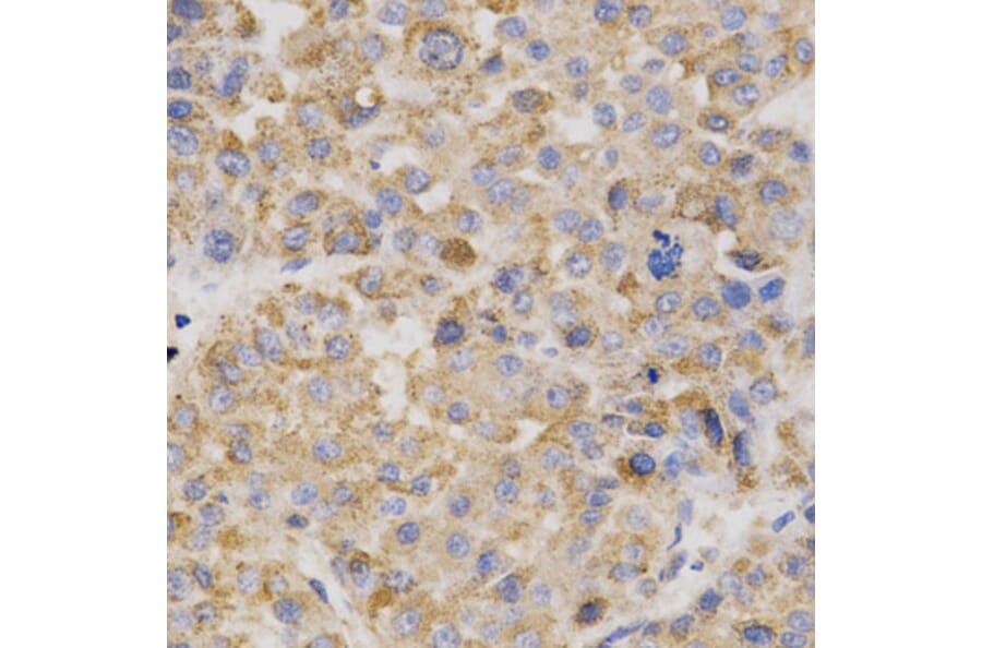 Anti-Thrombopoietin Antibody from Bioworld Technology (BS7268) - Antibodies.com