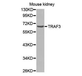 Anti-TRAF3 Antibody from Bioworld Technology (BS7271) - Antibodies.com