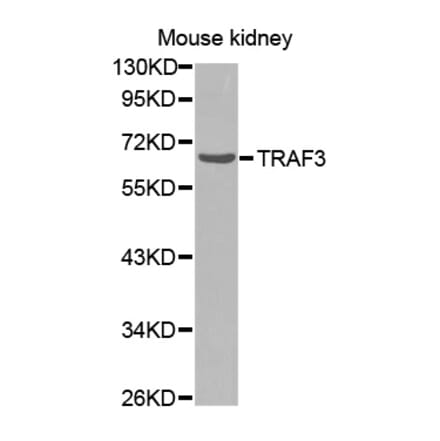 Anti-TRAF3 Antibody from Bioworld Technology (BS7271) - Antibodies.com