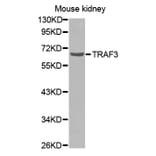 Anti-TRAF3 Antibody from Bioworld Technology (BS7271) - Antibodies.com