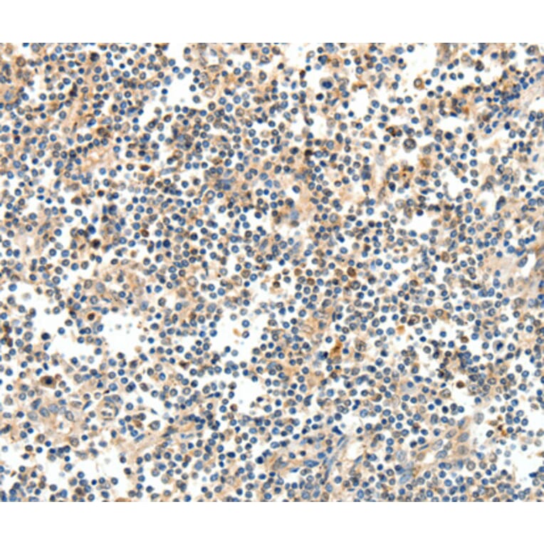 Anti-TRAF3 Antibody from Bioworld Technology (BS7271) - Antibodies.com