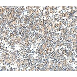 Anti-TRAF3 Antibody from Bioworld Technology (BS7271) - Antibodies.com