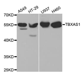 Anti-TXA synthase Antibody from Bioworld Technology (BS7276) - Antibodies.com