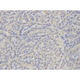 Anti-TXA synthase Antibody from Bioworld Technology (BS7276) - Antibodies.com