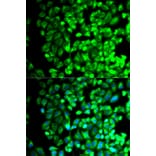 Anti-TXA synthase Antibody from Bioworld Technology (BS7276) - Antibodies.com