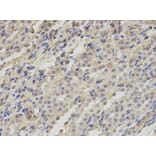 Anti-TXNRD2 Antibody from Bioworld Technology (BS7277) - Antibodies.com