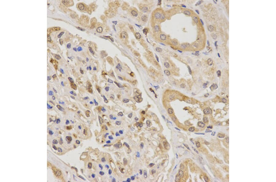 Anti-Urotensin II Antibody from Bioworld Technology (BS7278) - Antibodies.com