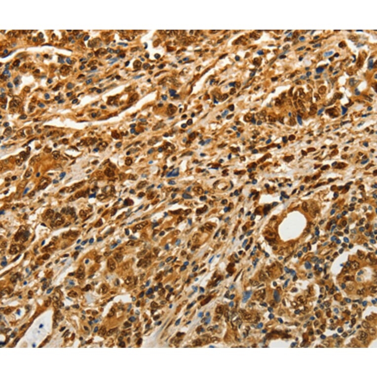 Anti-VCP Antibody from Bioworld Technology (BS7279) - Antibodies.com