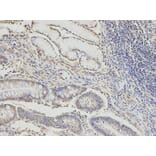 Anti-DLD Antibody from Bioworld Technology (BS7282) - Antibodies.com