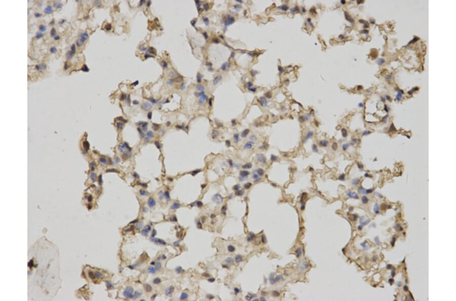 Anti-RBP4 Antibody from Bioworld Technology (BS7285) - Antibodies.com