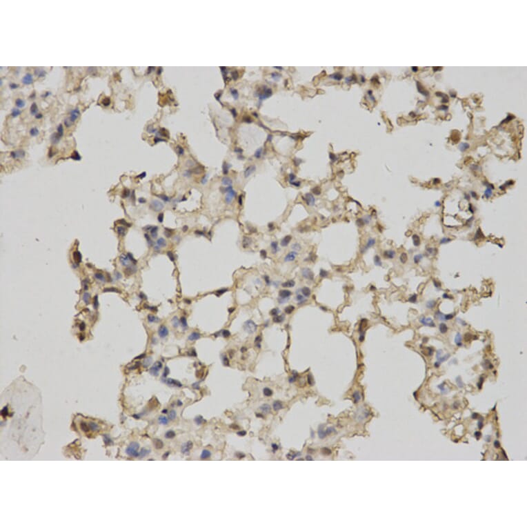 Anti-RBP4 Antibody from Bioworld Technology (BS7285) - Antibodies.com
