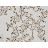 Anti-RBP4 Antibody from Bioworld Technology (BS7285) - Antibodies.com