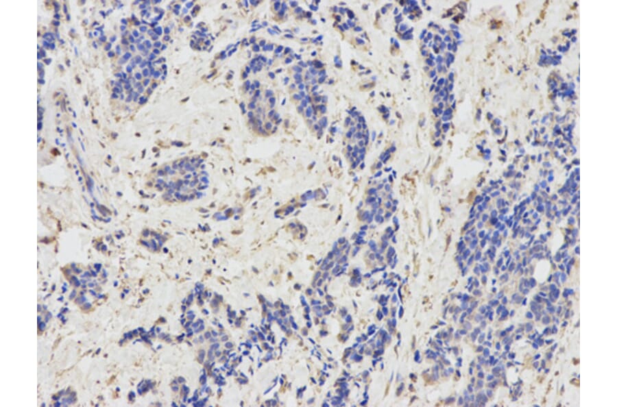 Anti-KIR3DL1 Antibody from Bioworld Technology (BS7286) - Antibodies.com