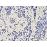 Anti-KIR3DL1 Antibody from Bioworld Technology (BS7286) - Antibodies.com