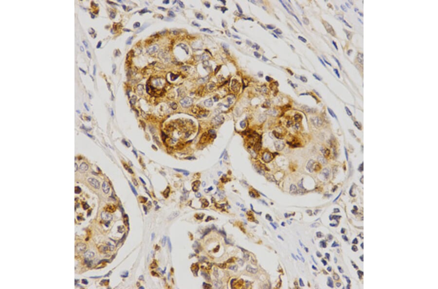 Anti-OLR1 Antibody from Bioworld Technology (BS7287) - Antibodies.com