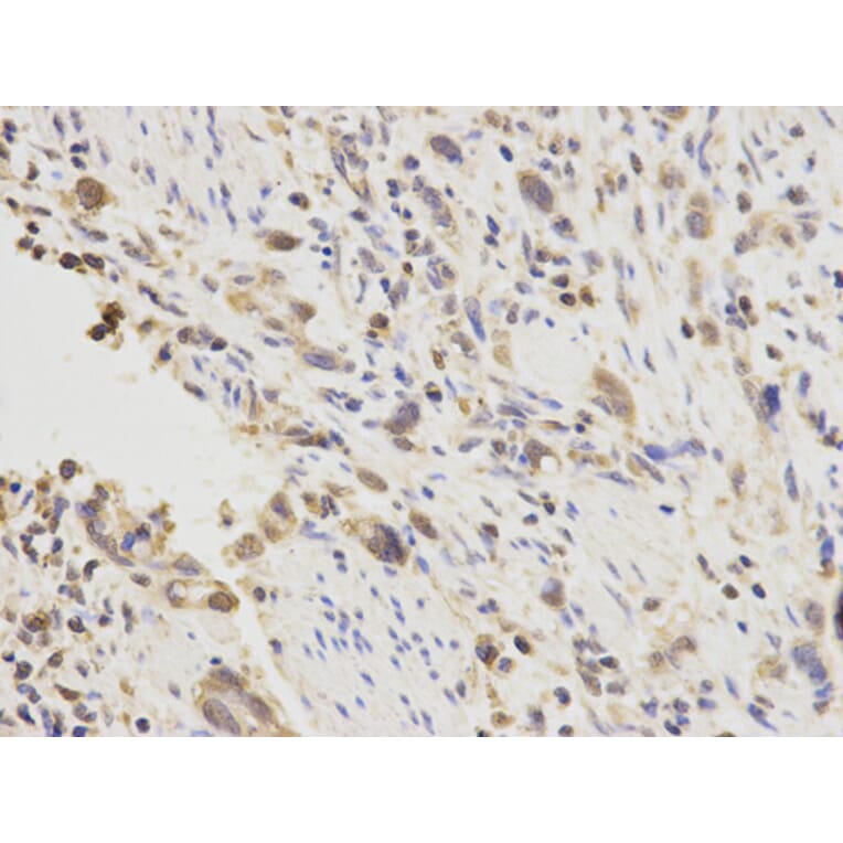 Anti-PGF Antibody from Bioworld Technology (BS7291) - Antibodies.com
