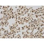 Anti-POLR2C Antibody from Bioworld Technology (BS7292) - Antibodies.com